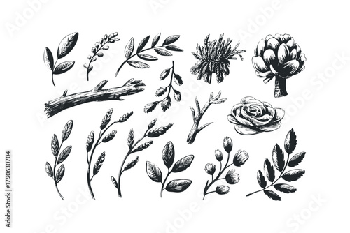 Collection of Hand Drawn Botanical Elements and Wood Fragment