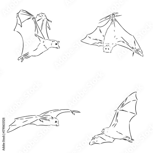flying fox, vector sketch illustration