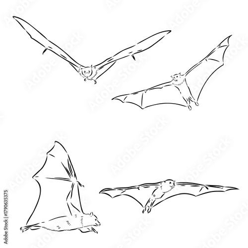 flying fox, vector sketch illustration