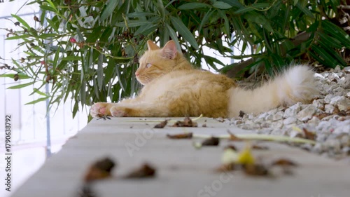 ginger cat lying down 