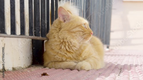ginger cat lying down 
