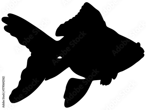 Black Silhouette of a Fantail Goldfish Swimming Isolated on White Background