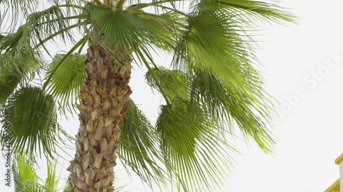 palm tree on white background sky swaying in wind