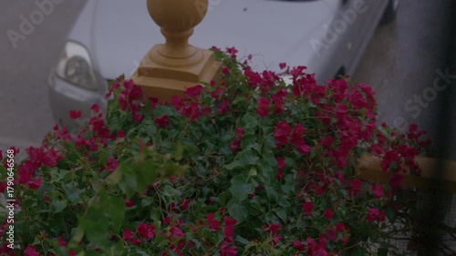 mediterranean flowers rain storm