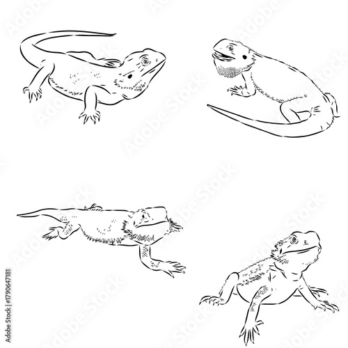Tableau sur toile agama, wild animal, vector sketch