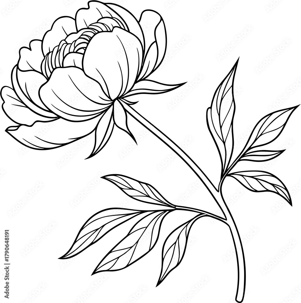 Fototapeta premium peony one flower, art minimalist style, one line botanical drawing poster