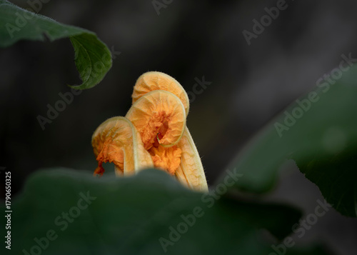 Orange trumpet flower blossom in green foliage