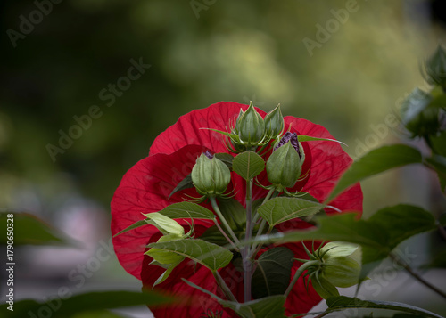flower, rose, red, nature, plant, garden
