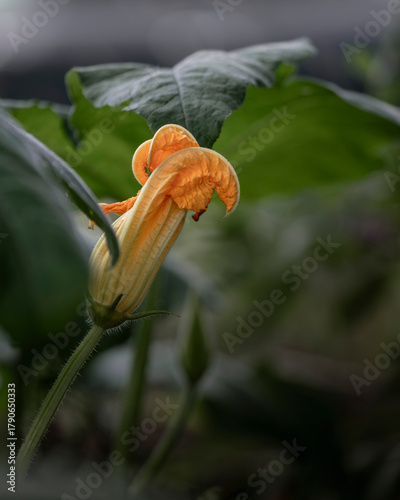 Orange zucchini flower blossom close-up