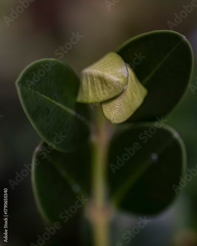 White calla lily flower on dark background