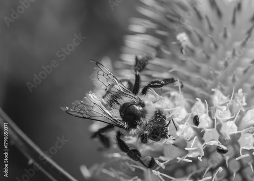 Bee collecting pollen on white flower black and white macro