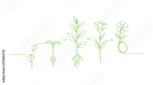 An uninterrupted line drawing depicting the steps of a plant's growth. Vector illustration