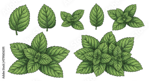 A botanical illustration of fresh green mint leaves and sprigs arranged in artistic compositions.