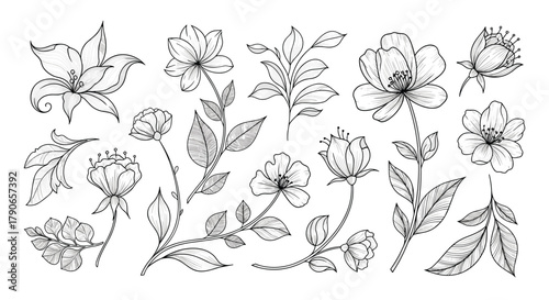 Elegant line art floral illustrations featuring various blossoms leaves and delicate branches perfect for decorative design projects.