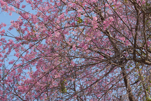 Wallpaper Mural Soft focus Cherry blossoms, Pink flowers background. Torontodigital.ca