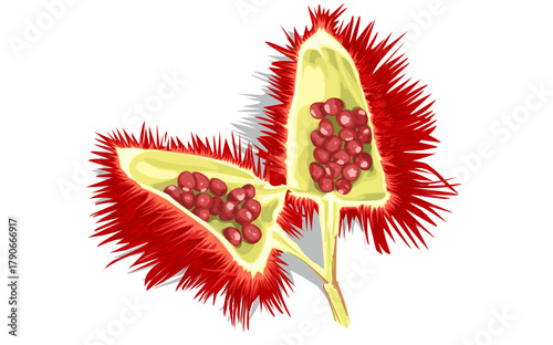 Bixa orellana fruit with red seeds on it. Fruit issolated on white 