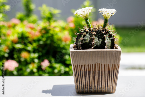 Blooming Gymnocalycium Cactus in a Pot with Soft Green Bokeh Background