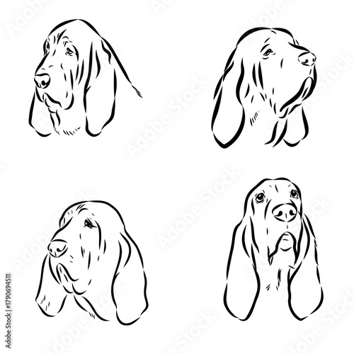 bloodhound dog breed, vector sketch