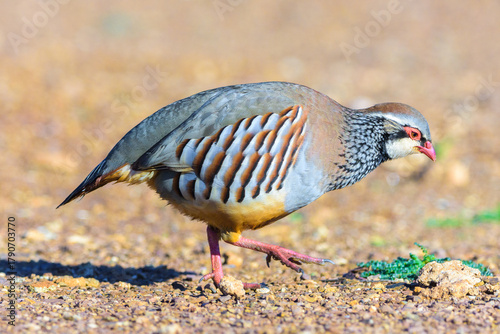 Red-legged Partridge 'Alectoris rufa' Walking in Ciudad Real, Spain