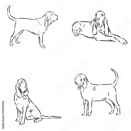 bloodhound dog breed, vector sketch