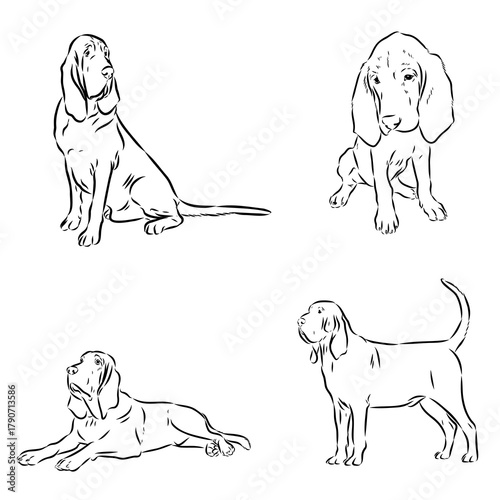 bloodhound dog breed, vector sketch