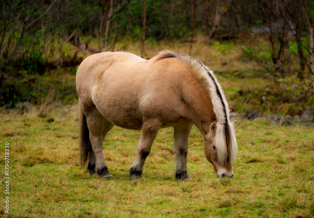 Obraz premium Norway horse