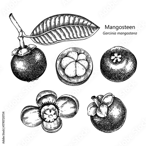 Mangosteen - tropical plant sketches set. Exotic fruit hand drawn vector illustration NOT AI generated