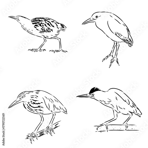 Bittern wild bird, vector sketch