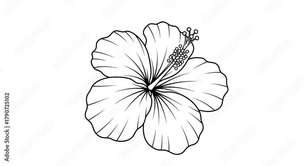 Fototapeta premium Detailed line art illustration of a tropical hibiscus flower showing its delicate petals and prominent stamen and pistil.