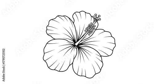 Detailed line art illustration of a tropical hibiscus flower showing its delicate petals and prominent stamen and pistil.