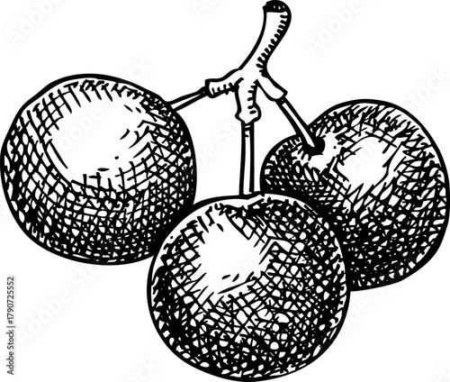 Jaboticaba - tropical plant sketch. Brazilian grapetree fruit hand drawn vector illustration. Exotic food drawing. NOT AI generated