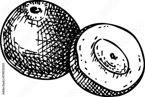 Jaboticaba - tropical plant sketch. Brazilian grapetree fruit hand drawn vector illustration. Exotic food drawing. NOT AI generated