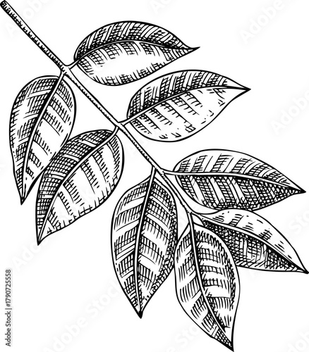 Jaboticaba - tropical plant sketch. Brazilian grapetree leaf  hand drawn vector illustration. Exotic food drawing. NOT AI generated