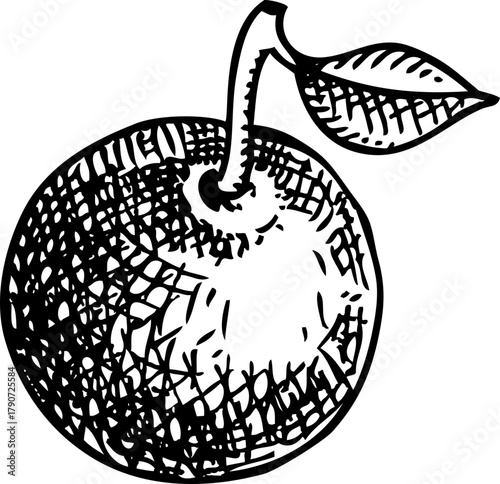 Jaboticaba - tropical plant sketch. Brazilian grapetree fruit hand drawn vector illustration. Exotic food drawing. NOT AI generated