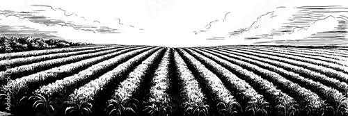 a large agricultural field with long crop rows stretching toward the horizon beneath a bright, open sky.