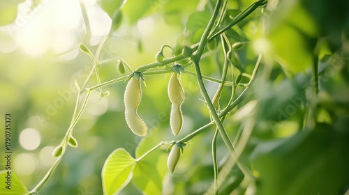 Delicate Pole Bean Plants Reaching For Sunlight Outdoors