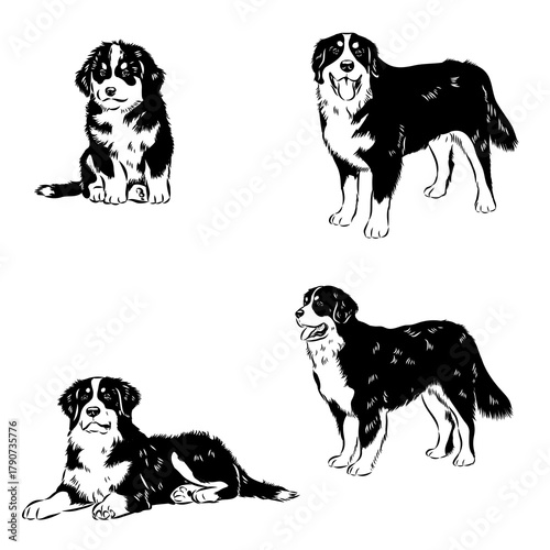 Bernese Mountain dog, vector sketch