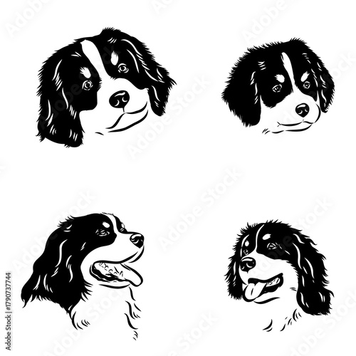 Bernese Mountain dog, vector sketch