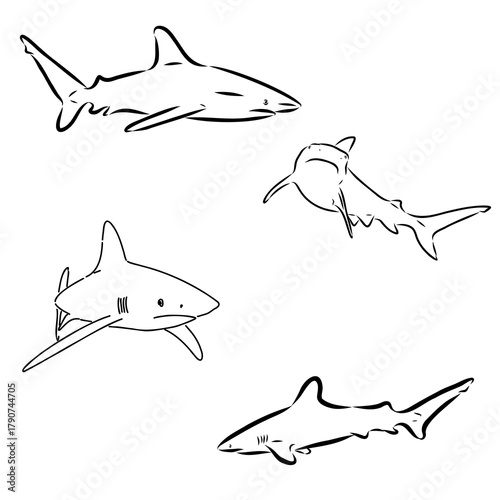 shark is a predatory fish, vector sketch