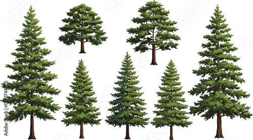Evergreen conifer tree illustration, botanical forest elements, pine tree set, nature foliage clipart, landscape design, spruce fir cedar