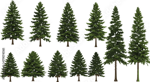 Evergreen tree illustrations, coniferous forest elements, pine and fir tree set, botanical diversity, nature clipart, green foliage, landscape design