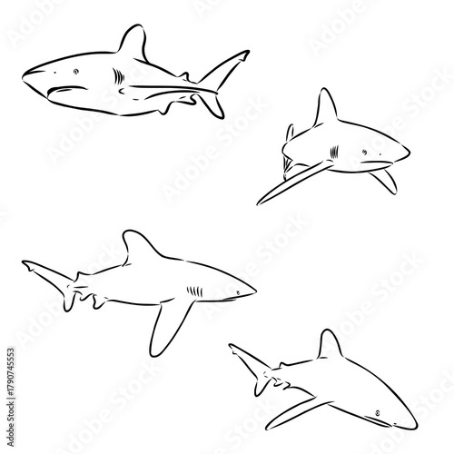 shark is a predatory fish, vector sketch