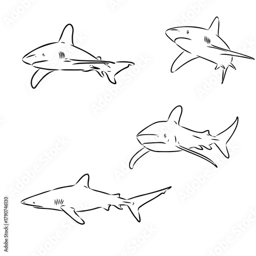 shark is a predatory fish, vector sketch