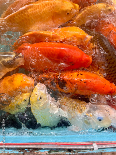 Vibrant Koi Fish Swimming in Icy Water, A Symbol of Prosperity and Good Fortune, A close-up vertical shot of a large group of colorful Koi fish (Cyprinus rubrofuscus) clustered together in a tank, par