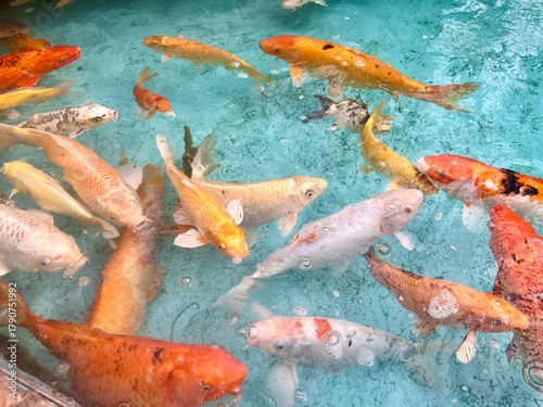 Vibrant Koi Fish Swimming in Icy Water, A Symbol of Prosperity and Good Fortune, A close-up vertical shot of a large group of colorful Koi fish (Cyprinus rubrofuscus) clustered together in a tank, par