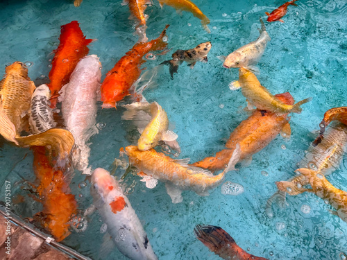Vibrant Koi Fish Swimming in Icy Water, A Symbol of Prosperity and Good Fortune, A close-up vertical shot of a large group of colorful Koi fish (Cyprinus rubrofuscus) clustered together in a tank, par