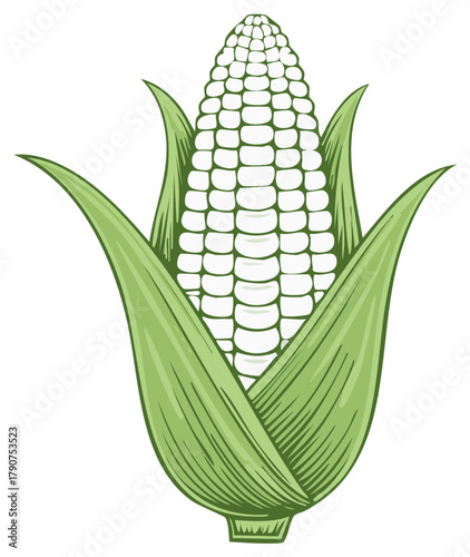 Corncob with Husk Fresh Produce Farm Food Engraving