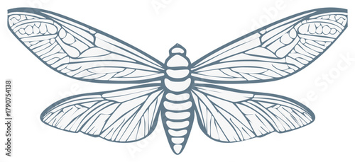 Stylized moth or butterfly insect with intricate wing patterns vector illustration