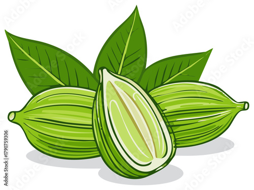 Fresh Green Cardamom Pods with Leaves Illustration