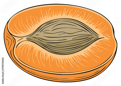 Fresh apricot cut in half revealing its pit and juicy orange flesh vector illustration